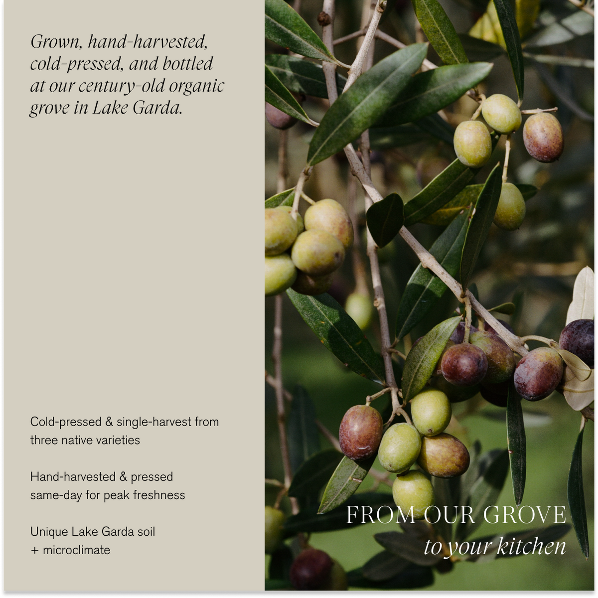 Organic Extra Virgin Olive Oil | Single-Harvest / Case