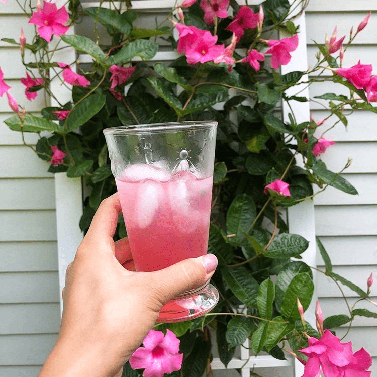Bee Ice tea Glass Set - 6 - Maison and Mer