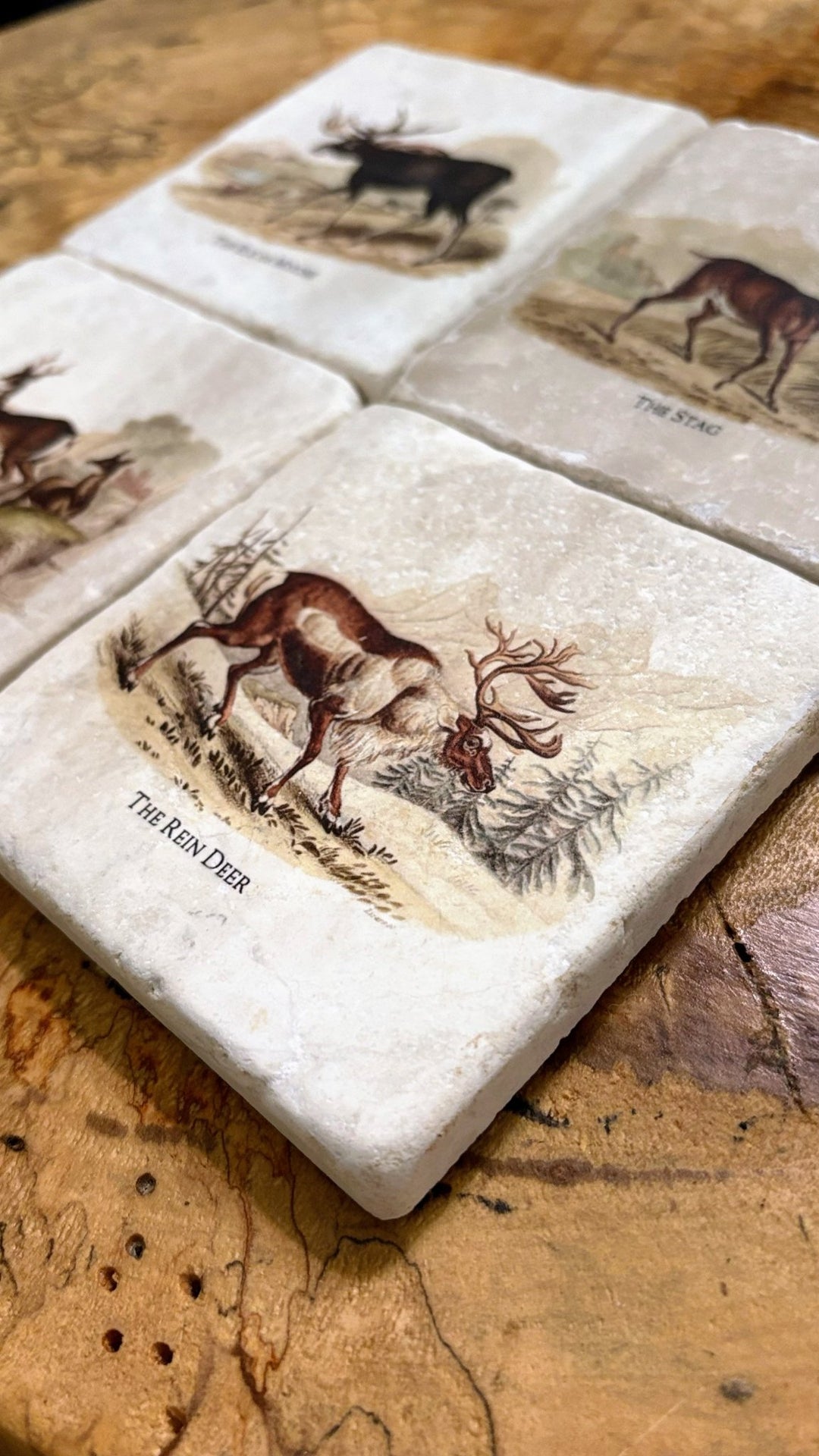 Deer - Maison and Mer