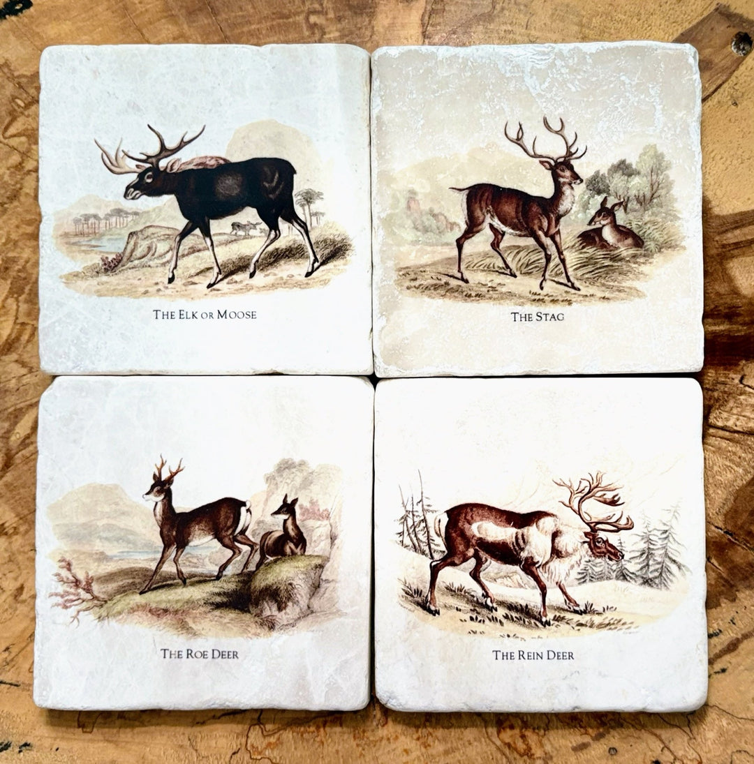 Deer - Maison and Mer