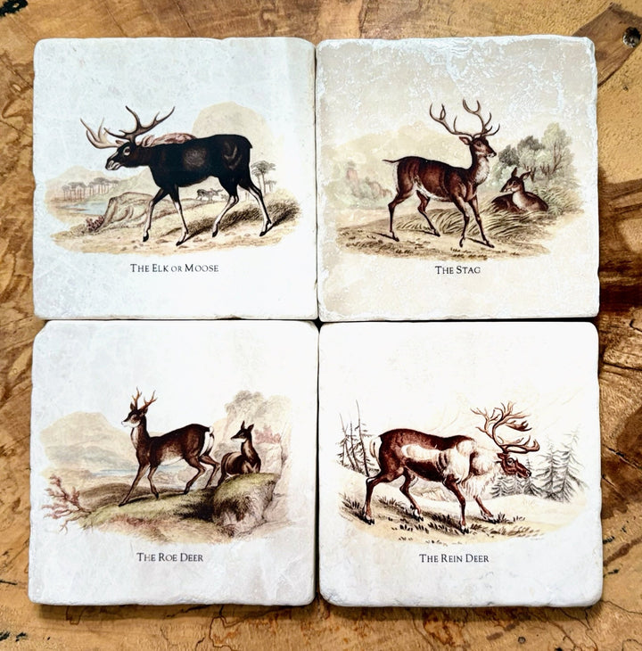 Deer - Maison and Mer