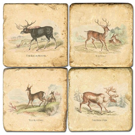 Deer - Maison and Mer